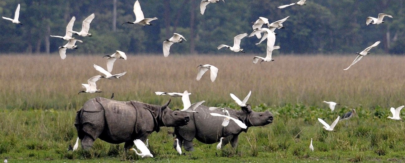 Assam Tour